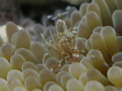 Spotter cleaner shrimp at Cayo Enrique by Osvaldo Deleon 